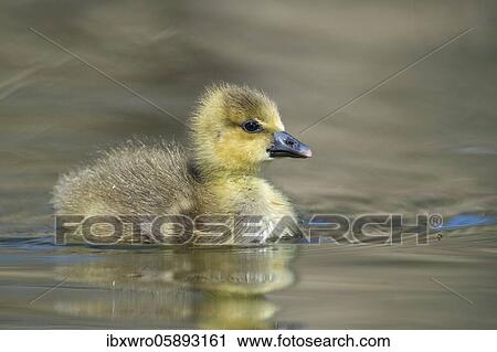 Gosling of a Greylag goose ( anser anser) Chick, cute, Hannover, Lower Saxony, Germany, Europe View Large Photo Image Stock Image - Gosling of a Greylag goose ( anser anser) Chick, cute, Hannover, Lower Saxony, Germany, Europe. Fotosearch