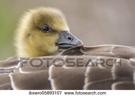 Gosling of a Greylag goose ( anser anser) in back plumage, chick, cute, protection, sheltered, Hannover, Lower Saxony, Germany, Europe View Large Photo Image Stock Photo - Gosling of a Greylag goose ( anser anser) in back plumage, chick, cute, protection, sheltered, Hannover, Lower Saxony, Germany, Europe. Fotosearch