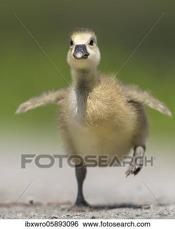 Gosling of a Greylag goose ( anser anser) running, chick, cute, Hannover, Lower Saxony, Germany, Europe View Large Photo Image Stock Photograph - Gosling of a Greylag goose ( anser anser) running, chick, cute, Hannover, Lower Saxony, Germany, Europe. Fotosearch