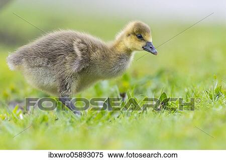 Gosling of a Greylag goose ( anser anser) Chick, cute, Hannover, Lower Saxony, Germany, Europe View Large Photo Image Stock Photography - Gosling of a Greylag goose ( anser anser) Chick, cute, Hannover, Lower Saxony, Germany, Europe. Fotosearch