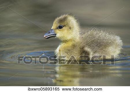 Gosling of a Greylag goose ( anser anser) Chick, cute, Hannover, Lower Saxony, Germany, Europe View Large Photo Image Stock Photography - Gosling of a Greylag goose ( anser anser) Chick, cute, Hannover, Lower Saxony, Germany, Europe. Fotosearch