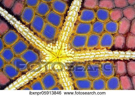Stock Photograph - Graphic structure on underside of Red Pillow Starfish (Halithyle regularis), detail, Pacific, Great Barrier Reef, UNESCO World Heritage, Australia, Oceania. Fotosearch