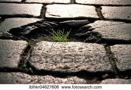 Stock Photograph - Grass grows on cobblestones, Berlin, Germany, Europe. Fotosearch
