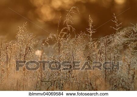Grass with dewdrops in the back light, Biosphere Reserve Middle Elbe, Dessau-Rosslau, Saxony-Anhalt, Germany, Europe View Large Photo Image Picture - Grass with dewdrops in the back light, Biosphere Reserve Middle Elbe, Dessau-Rosslau, Saxony-Anhalt, Germany, Europe. Fotosearch