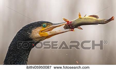 Stock Photo - Great cormorant (Phalacrocorax carbo) with catfish as prey, Kiskunsag National Park, Hungary, Europe. Fotosearch
