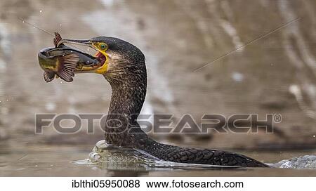 Great cormorant (Phalacrocorax carbo) with catfish as prey, Kiskunsag National Park, Hungary, Europe View Large Photo Image Stock Photo - Great cormorant (Phalacrocorax carbo) with catfish as prey, Kiskunsag National Park, Hungary, Europe. Fotosearch