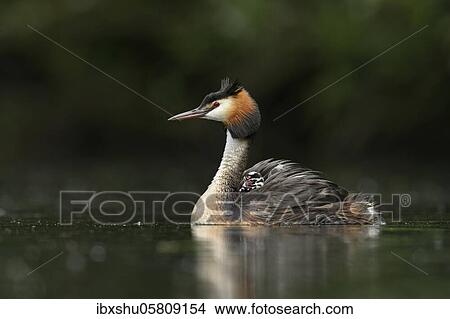 Picture - Great crested grebe ( Podiceps cristatus), with chicks in plumage in water, Lake Lucerne, Canton Lucerne, Switzerland, Europe. Fotosearch