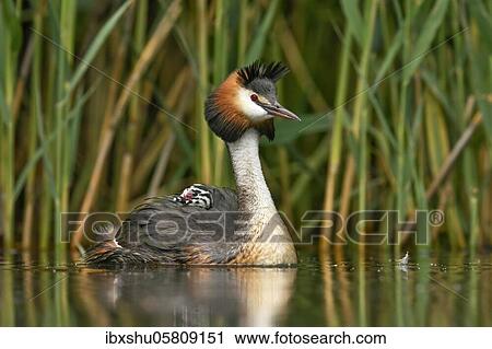 Stock Image - Great crested grebe (Podiceps cristatus), with chick in plumage in the water in front of reeds, Lake Lucerne, Canton Lucerne, Switzerland, Europe. Fotosearch
