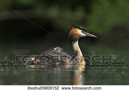 Stock Image - Great crested grebe ( Podiceps cristatus), with chicks in plumage in water, Lake Lucerne, Canton Lucerne, Switzerland, Europe. Fotosearch