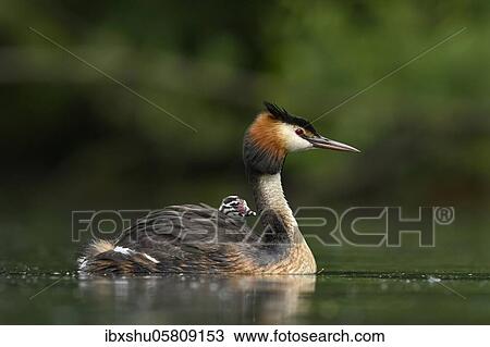 Great crested grebe ( Podiceps cristatus), with chicks in plumage in water, Lake Lucerne, Canton Lucerne, Switzerland, Europe View Large Photo Image Stock Image - Great crested grebe ( Podiceps cristatus), with chicks in plumage in water, Lake Lucerne, Canton Lucerne, Switzerland, Europe. Fotosearch