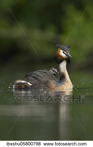 Stock Photo - Great crested grebe ( Podiceps cristatus), with chicks in plumage in water, Lake Lucerne, Canton Lucerne, Switzerland, Europe. Fotosearch