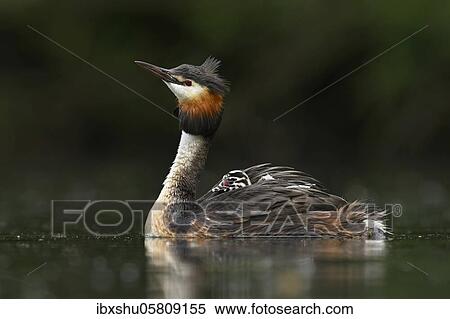 Stock Photography - Great crested grebe ( Podiceps cristatus), with chicks in plumage in water, Lake Lucerne, Canton Lucerne, Switzerland, Europe. Fotosearch