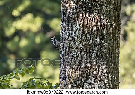Great spotted woodpecker (Dendrocopos major) on the trunk of an oak tree, Perlacher Forst, Munich, Upper Bavaria, Bavaria, Germany, Europe View Large Photo Image Stock Image - Great spotted woodpecker (Dendrocopos major) on the trunk of an oak tree, Perlacher Forst, Munich, Upper Bavaria, Bavaria, Germany, Europe. Fotosearch
