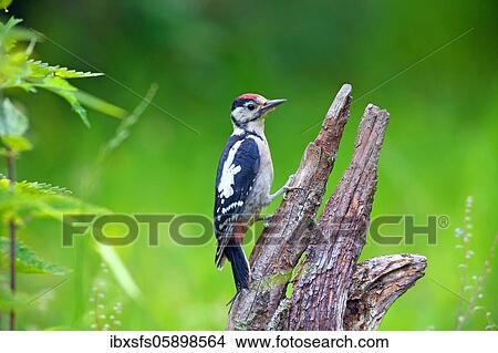 Great spotted woodpecker (Picoides major) young bird on a root, Solms, Hesse View Large Photo Image Picture - Great spotted woodpecker (Picoides major) young bird on a root, Solms, Hesse. Fotosearch