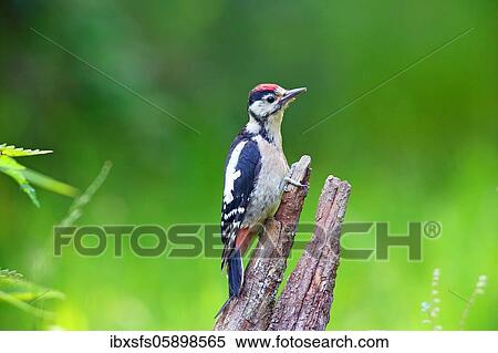 Stock Photography - Great spotted woodpecker (Picoides major) young bird on a root, Solms, Hesse. Fotosearch