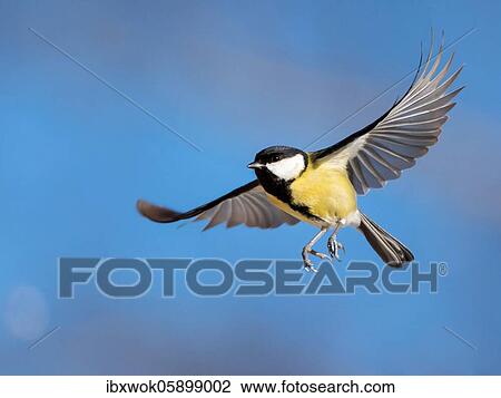 Great tit (Parus major) in flight male Bavaria, Germany, Europe View Large Photo Image Stock Image - Great tit (Parus major) in flight male Bavaria, Germany, Europe. Fotosearch