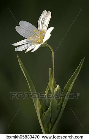 Stock Image - Greater stitchwort (Stellaria holostea) Hesse, Germany, Europe. Fotosearch