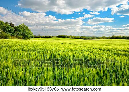Stock Photography - Green barley field bordered by hedges in spring, blue sky with cumulus clouds, near Wettin, Saalekreis, Germany ( Sachsen-Anhalt). Fotosearch