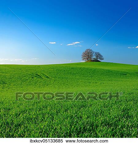 Stock Photography - Green cornfield in spring, blue sky with white clouds, on the horizon a prehistoric burial mound, near ( Krakow) by the lake, Germany ( Mecklenburg-Vorpommern). Fotosearch