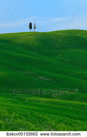 Green field in typical Tuscan landscape, rolling hills, two cypresses on the horizon, near San Quirico d'Orcia, Tuscany, Italy, Europe View Large Photo Image Stock Image - Green field in typical Tuscan landscape, rolling hills, two cypresses on the horizon, near San Quirico d'Orcia, Tuscany, Italy, Europe. Fotosearch