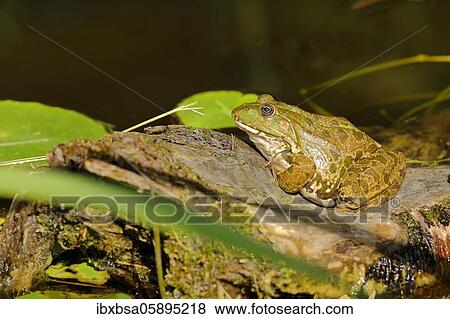 Green frog (Pelophylax esculentus) basks on a stone, Bavaria, Germany, Europe View Large Photo Image Stock Photo - Green frog (Pelophylax esculentus) basks on a stone, Bavaria, Germany, Europe. Fotosearch