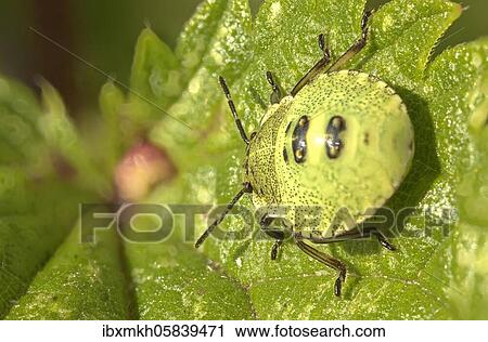 Stock Image - Green shield bug (Palomena prasina) Larva, Hesse, Germany, Europe. Fotosearch