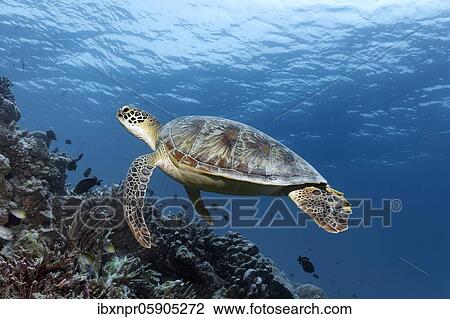 Green turtle (Chelonia mydas) or green turtle, swimming over coral reef, Andaman Sea, Mu Ko Similan National Park, Similan Islands, Phang Nga Province, Thailand, Asia View Large Photo Image Stock Image - Green turtle (Chelonia mydas) or green turtle, swimming over coral reef, Andaman Sea, Mu Ko Similan National Park, Similan Islands, Phang Nga Province, Thailand, Asia. Fotosearch