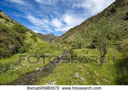 Green valley, flowering meadow with mountain stream Grandview Creek, Grandview Mountain Track, Lake Hāwea, Southern Alps, Otago, South Island, New Zealand, Oceania View Large Photo Image Stock Image - Green valley, flowering meadow with mountain stream Grandview Creek, Grandview Mountain Track, Lake Hāwea, Southern Alps, Otago, South Island, New Zealand, Oceania. Fotosearch