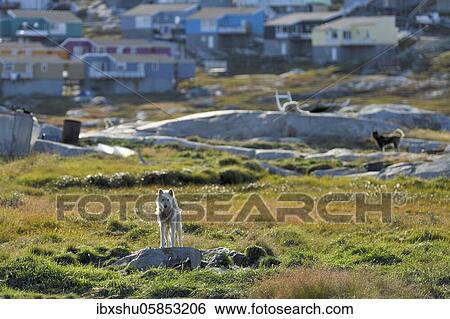 Greenland dog standing on a rocky plateau, behind wooden houses of the town, Ilulissat, West Greenland, Greenland, North America View Large Photo Image Stock Photograph - Greenland dog standing on a rocky plateau, behind wooden houses of the town, Ilulissat, West Greenland, Greenland, North America. Fotosearch