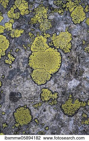 Stock Image - Greens Map lichen (Rhizocarpon geographicum) on rock, Zillertal Alps, Zillertal, Tyrol, Austria, Europe. Fotosearch