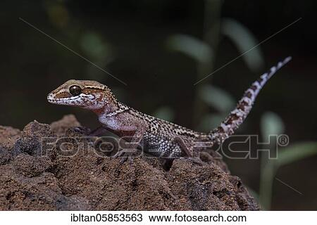 Greeting head gecko (Paroedura stumpfii) in the dry forest of Ankarafantsika in western Madagascar, Madagascar, Africa View Large Photo Image Stock Image - Greeting head gecko (Paroedura stumpfii) in the dry forest of Ankarafantsika in western Madagascar, Madagascar, Africa. Fotosearch