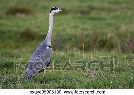 Grey heron (Ardea cinerea) in a meadow, Schleswig-Holstein, Germany, Europe View Large Photo Image Stock Image - Grey heron (Ardea cinerea) in a meadow, Schleswig-Holstein, Germany, Europe. Fotosearch