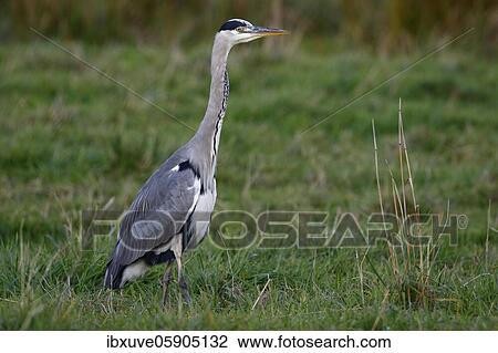 Grey heron (Ardea cinerea) in a meadow, Schleswig-Holstein, Germany, Europe View Large Photo Image Stock Image - Grey heron (Ardea cinerea) in a meadow, Schleswig-Holstein, Germany, Europe. Fotosearch