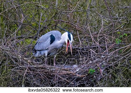 Grey heron ( Ardea cinerea) in nest with open beak, North Rhine-Westphalia, Germany, Europe View Large Photo Image Stock Image - Grey heron ( Ardea cinerea) in nest with open beak, North Rhine-Westphalia, Germany, Europe. Fotosearch
