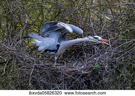 Grey heron ( Ardea cinerea) in the nest, stretching its wings, North Rhine-Westphalia, Germany, Europe View Large Photo Image Stock Image - Grey heron ( Ardea cinerea) in the nest, stretching its wings, North Rhine-Westphalia, Germany, Europe. Fotosearch