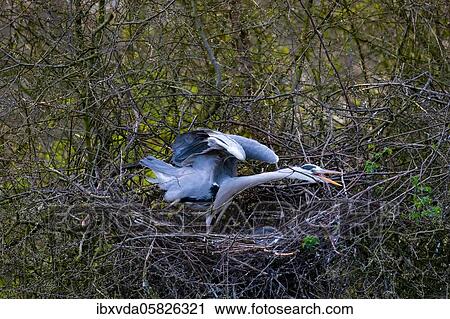 Grey heron ( Ardea cinerea) in the nest, stretching its wings, North Rhine-Westphalia, Germany, Europe View Large Photo Image Stock Image - Grey heron ( Ardea cinerea) in the nest, stretching its wings, North Rhine-Westphalia, Germany, Europe. Fotosearch