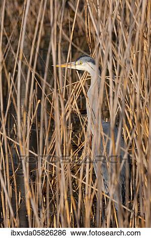 Grey heron ( Ardea cinerea) is hidden in the reeds, North Rhine-Westphalia, Germany, Europe View Large Photo Image Stock Photograph - Grey heron ( Ardea cinerea) is hidden in the reeds, North Rhine-Westphalia, Germany, Europe. Fotosearch