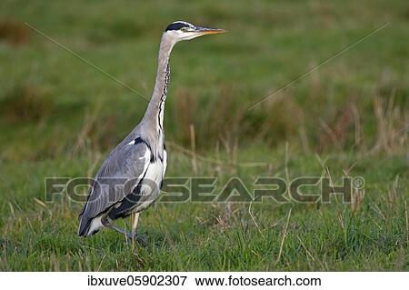 Stock Photo - Grey heron (Ardea cinerea) lurking in a meadow, Schleswig-Holstein, Germany, Europe. Fotosearch