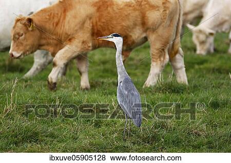 Grey heron (Ardea cinerea) stands between Charolais cattle on a pasture, Schleswig-Holstein, Germany, Europe View Large Photo Image Stock Photo - Grey heron (Ardea cinerea) stands between Charolais cattle on a pasture, Schleswig-Holstein, Germany, Europe. Fotosearch