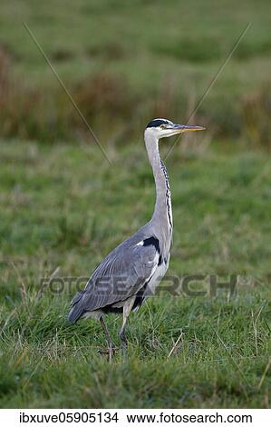 Grey heron (Ardea cinerea) struts across a meadow, Schleswig-Holstein, Germany, Europe View Large Photo Image Picture - Grey heron (Ardea cinerea) struts across a meadow, Schleswig-Holstein, Germany, Europe. Fotosearch