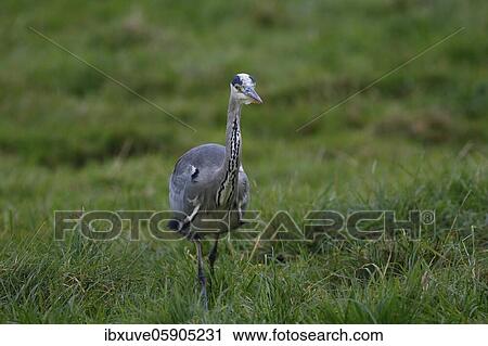 Grey heron (Ardea cinerea) struts across a meadow, Schleswig-Holstein, Germany, Europe View Large Photo Image Stock Image - Grey heron (Ardea cinerea) struts across a meadow, Schleswig-Holstein, Germany, Europe. Fotosearch