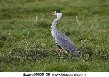 Grey heron (Ardea cinerea) struts across a meadow, Schleswig-Holstein, Germany, Europe View Large Photo Image Stock Photo - Grey heron (Ardea cinerea) struts across a meadow, Schleswig-Holstein, Germany, Europe. Fotosearch