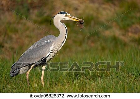 Grey heron ( Ardea cinerea) with prey in its beak, North Rhine-Westphalia, Germany, Europe View Large Photo Image Stock Image - Grey heron ( Ardea cinerea) with prey in its beak, North Rhine-Westphalia, Germany, Europe. Fotosearch