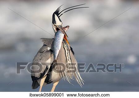 Grey heron (Ardea cinerea) with too big fish, Winter, Usedom, Germany, Europe View Large Photo Image Stock Image - Grey heron (Ardea cinerea) with too big fish, Winter, Usedom, Germany, Europe. Fotosearch