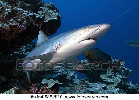 Grey reef shark ( Carcharhinus amblyrhynchos) Pacific Ocean View Large Photo Image Stock Image - Grey reef shark ( Carcharhinus amblyrhynchos) Pacific Ocean. Fotosearch