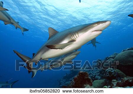 Grey reef shark ( Carcharhinus amblyrhynchos) Pacific Ocean View Large Photo Image Stock Image - Grey reef shark ( Carcharhinus amblyrhynchos) Pacific Ocean. Fotosearch