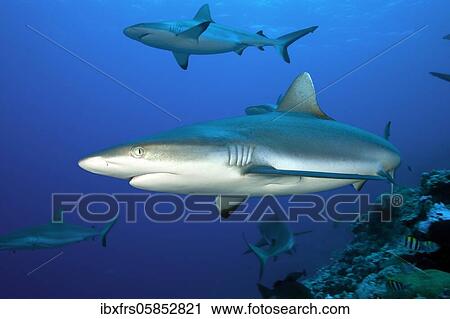 Grey reef shark ( Carcharhinus amblyrhynchos) Pacific Ocean View Large Photo Image Stock Image - Grey reef shark ( Carcharhinus amblyrhynchos) Pacific Ocean. Fotosearch