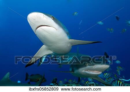 Grey reef shark ( Carcharhinus amblyrhynchos) Pacific Ocean View Large Photo Image Stock Photo - Grey reef shark ( Carcharhinus amblyrhynchos) Pacific Ocean. Fotosearch