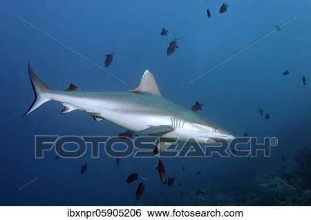 Grey reef shark (Carcharhinus amblyrhynchos)... swimming in a shoal... Redtoothed triggerfish (Odonus niger) Andaman Sea, Mu Ko Similan National Park, Similan Islands, Phang Nga Province, Thailand, Asia View Large Photo Image Stock Photograph - Grey reef shark (Carcharhinus amblyrhynchos)... swimming in a shoal... Redtoothed triggerfish (Odonus niger) Andaman Sea, Mu Ko Similan National Park, Similan Islands, Phang Nga Province, Thailand, Asia. Fotosearch