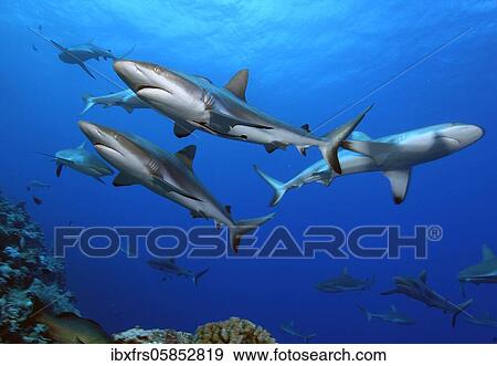 Grey reef sharks ( Carcharhinus amblyrhynchos) Pacific Ocean View Large Photo Image Stock Photo - Grey reef sharks ( Carcharhinus amblyrhynchos) Pacific Ocean. Fotosearch